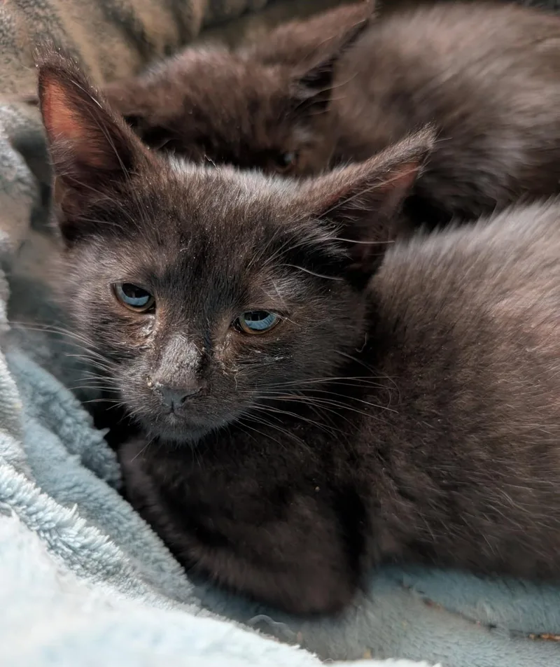Nico thumbnail 3
