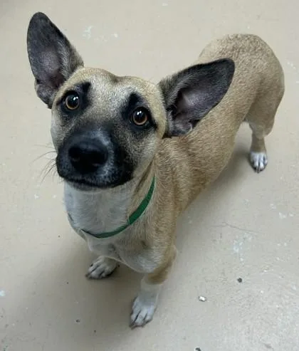 An adult medium-sized female Mixed Breed dog named Kamari for adoption in Phoenix, AZ