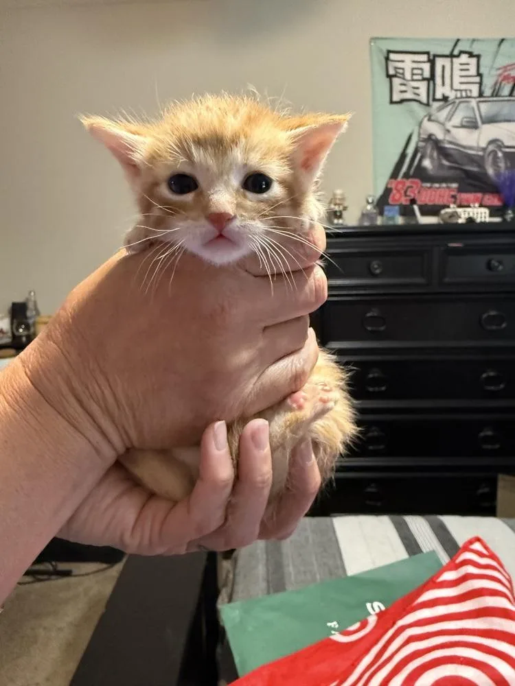 A baby small-sized male Domestic Short Hair cat named Peenut for adoption in Saint Augustine, FL