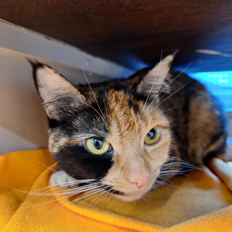 An adult medium-sized female Tortoiseshell Domestic Short Hair cat named Cake for adoption in Delaware, OH