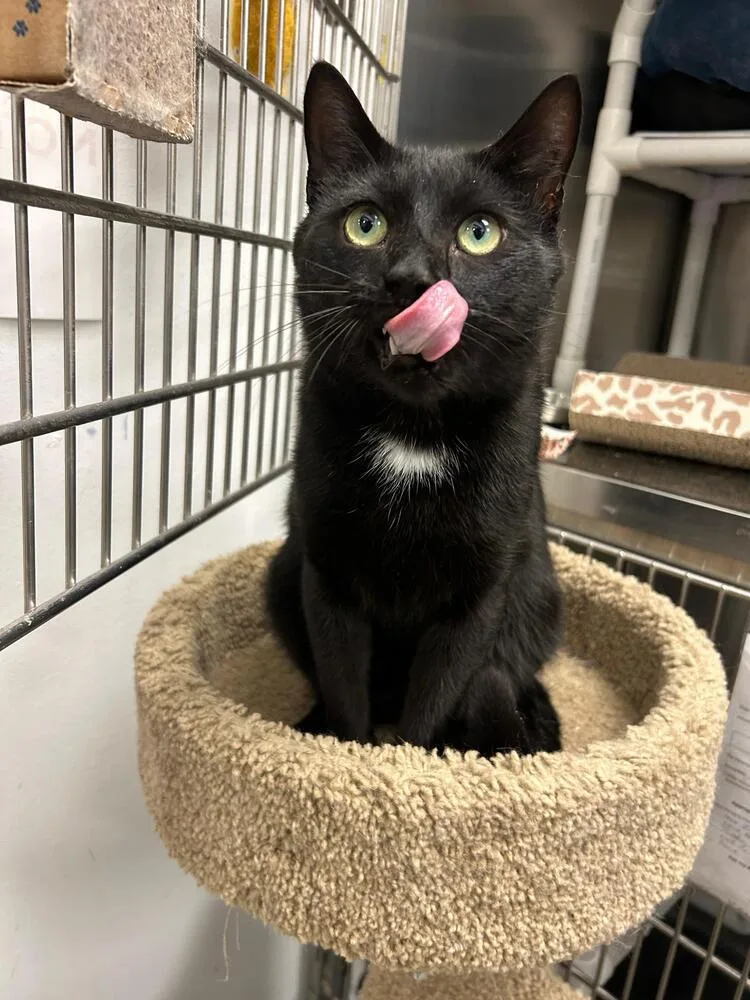An adult large-sized male Black Domestic Short Hair cat named Bud for adoption in Pittstown, NJ