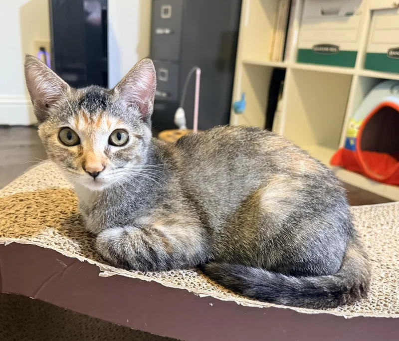 A baby medium-sized female Domestic Short Hair cat named Poppy Woo for adoption in Frisco, TX