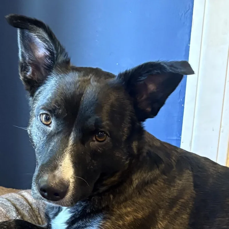 An adult medium-sized male Brindle Border Collie dog named Barkley for adoption in Saratoga Springs, NY