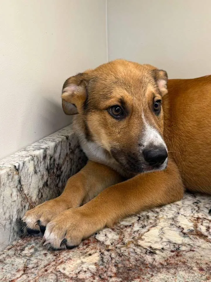 A young medium-sized male German Shepherd Dog dog named Beans for adoption in Guntersville, AL