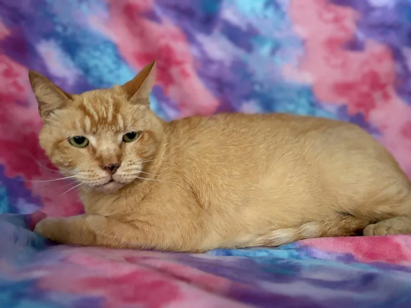 An adult medium-sized male Orange / Red Domestic Short Hair cat named Orwell for adoption in Oviedo, FL