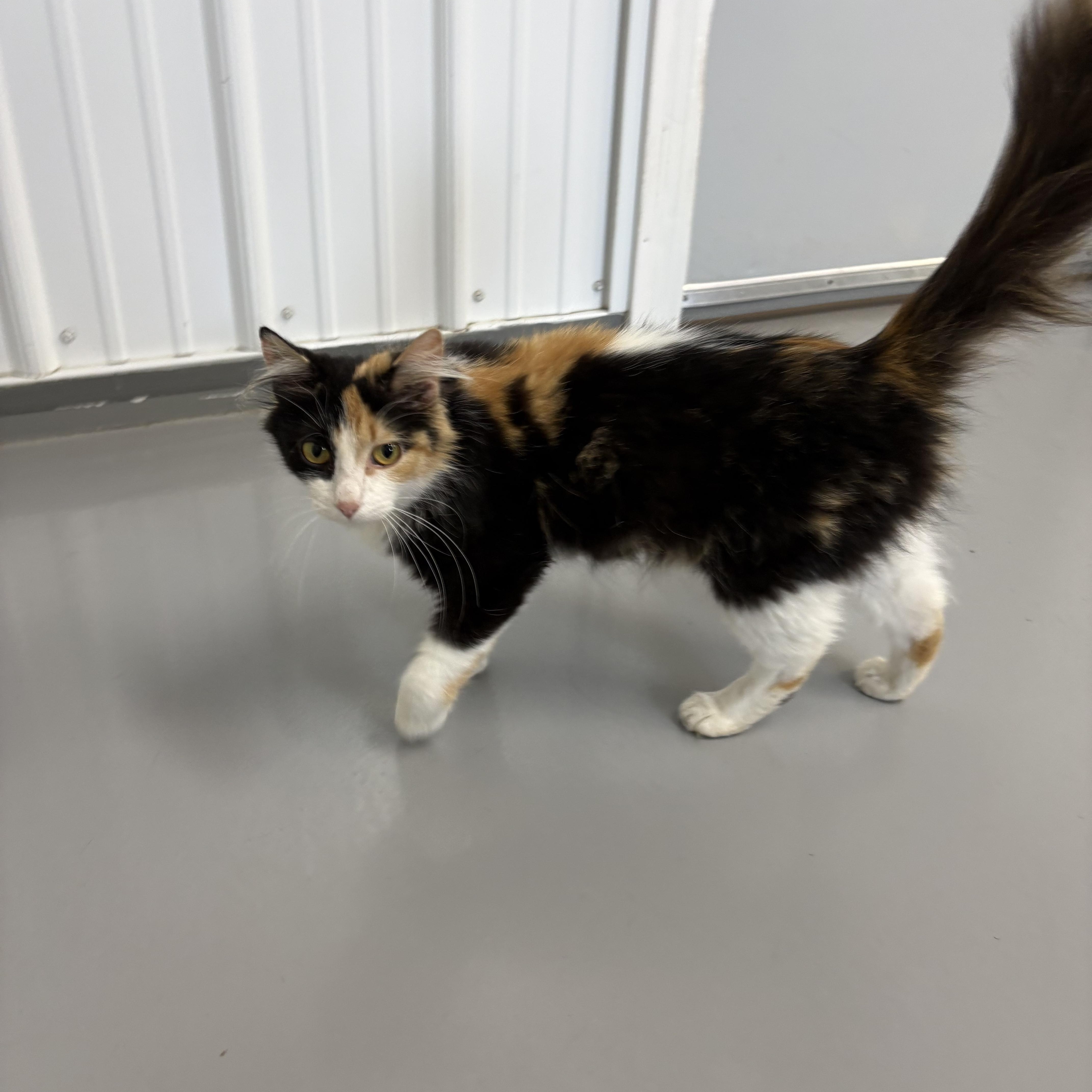 An adult medium-sized female Calico cat named Starry for adoption in Big Rapids, MI