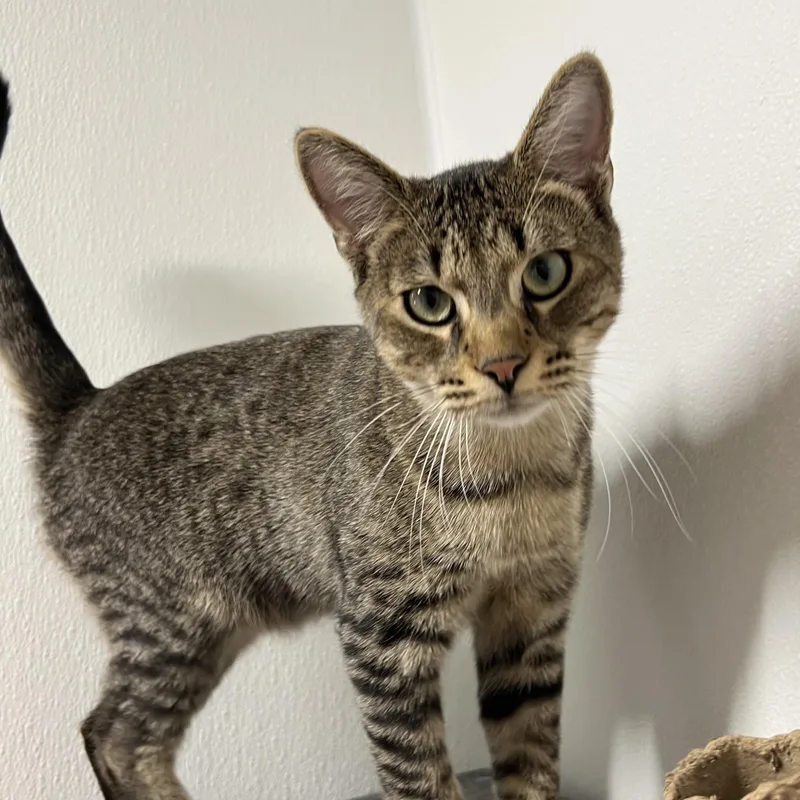 A baby small-sized male Brown / Chocolate Domestic Short Hair cat named Elton for adoption in Spencer, IA