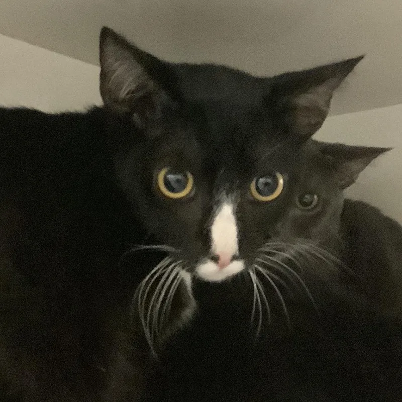A young medium-sized male Black Domestic Short Hair cat named Yakko for adoption in Redwood City, CA