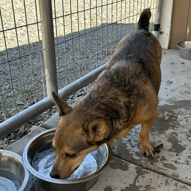 An adult small-sized female Yellow / Tan / Blond / Fawn Corgi dog named Moxie for adoption in Virginia City, NV