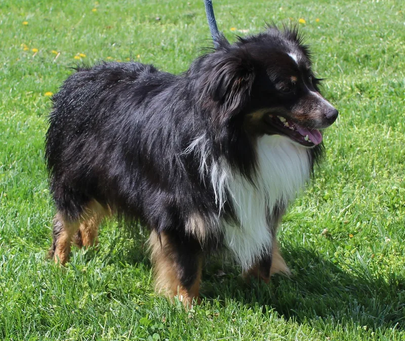 An adult medium-sized male Tricolor (Brown, Black, & White) Border Collie dog named Prince for adoption in Heath, OH