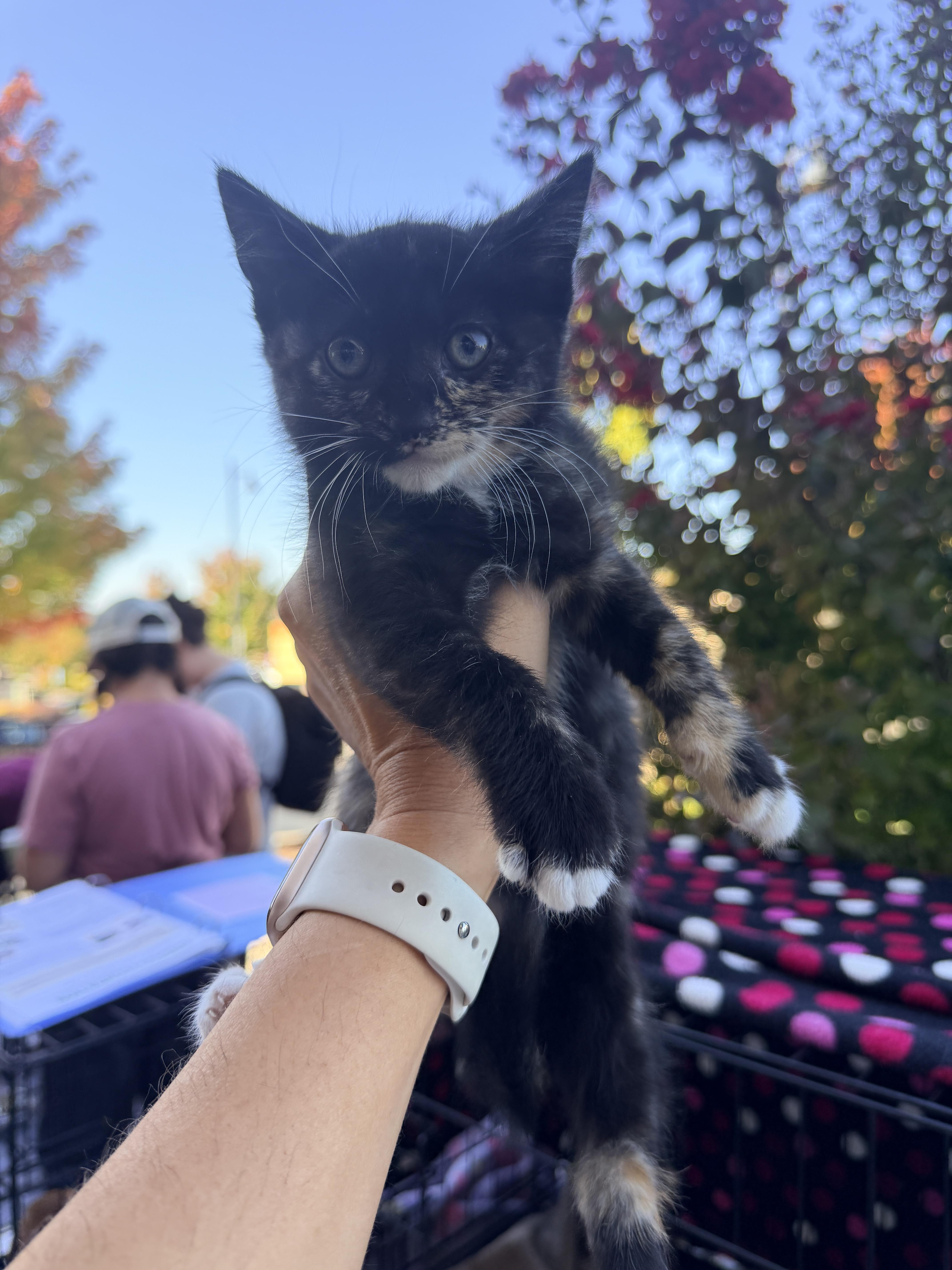 A baby medium-sized female Domestic Short Hair cat named Trixie for adoption in Penryn, CA