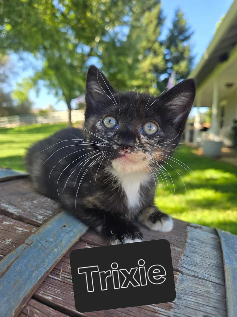 Trixie thumbnail 2