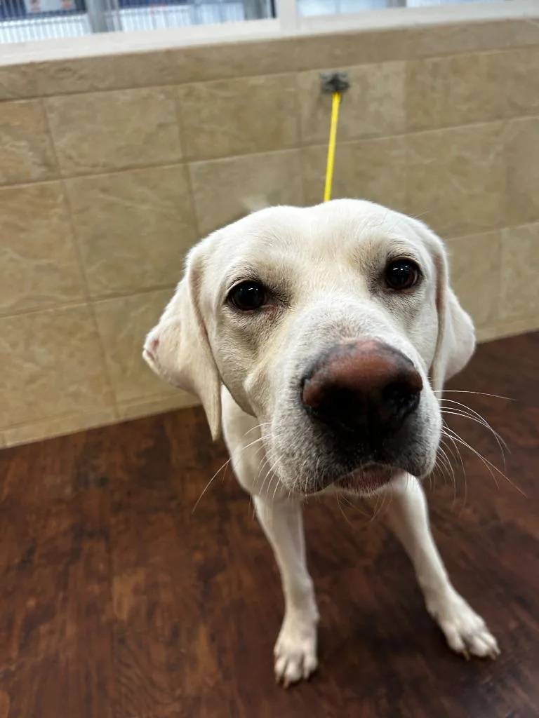 Dog Kennel thumbnail 3