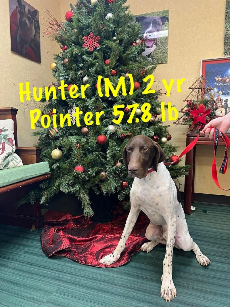 An adult large-sized male English Pointer dog named Hunter for adoption in Pomfret Center, CT