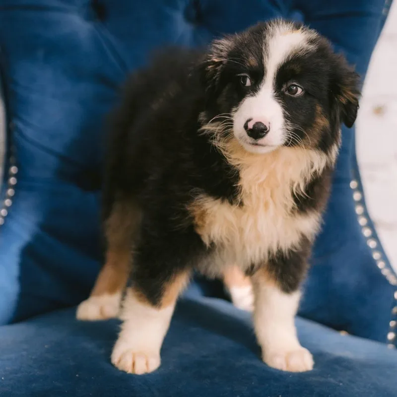 A baby small-sized male Australian Shepherd dog named Hayride for adoption in Zionsville, IN