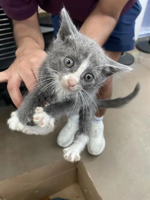 A baby medium-sized female Domestic Short Hair cat named Jalapeno for adoption in Dallas, TX