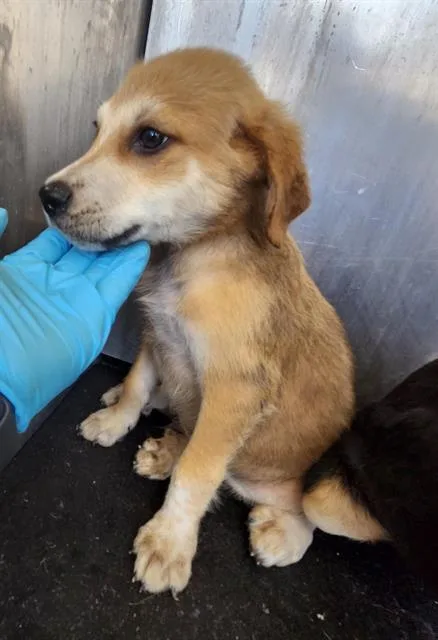 A baby small-sized male Shepherd dog named Waffle for adoption in San Antonio, TX