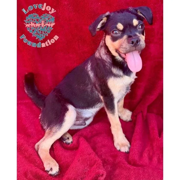 A baby small-sized male Black Chug dog named Bashful for adoption in Inglewood, CA
