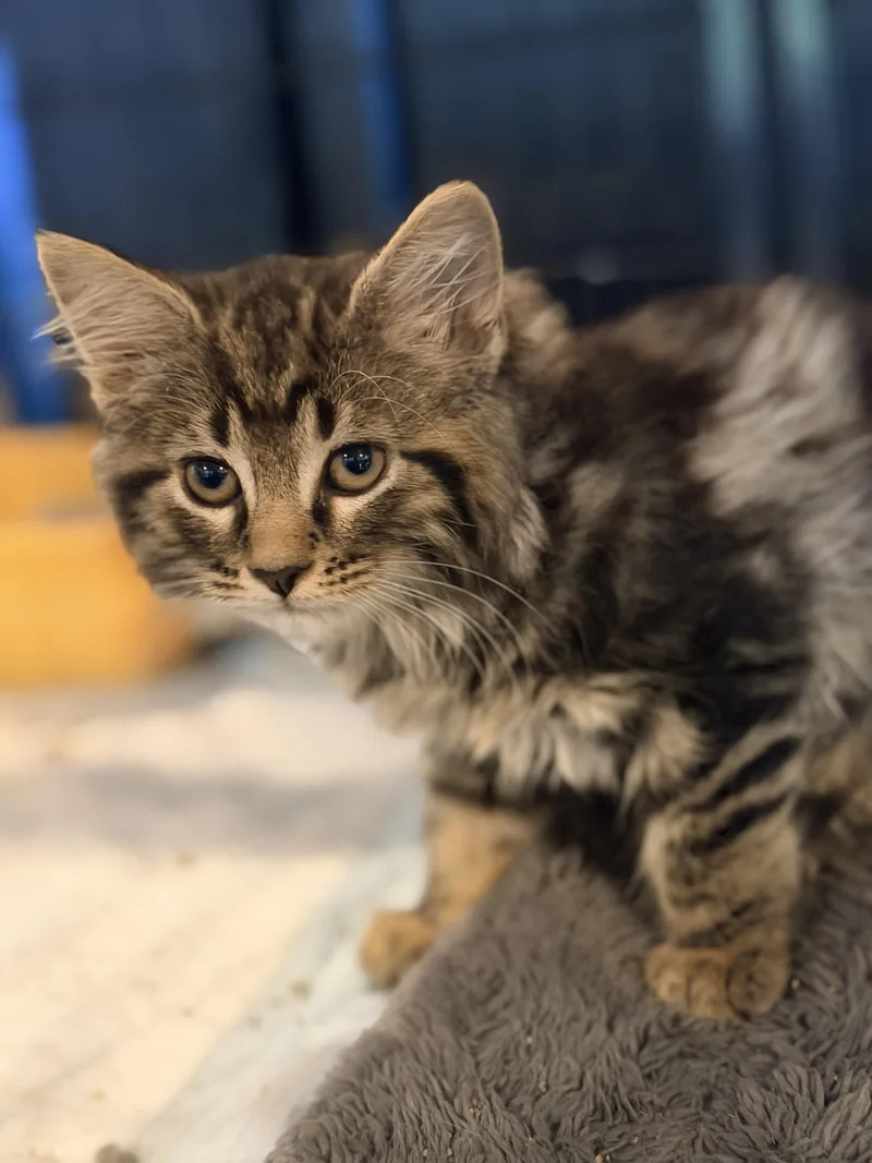 A baby medium-sized female Domestic Long Hair cat named Bunny for adoption in Crown Point, IN