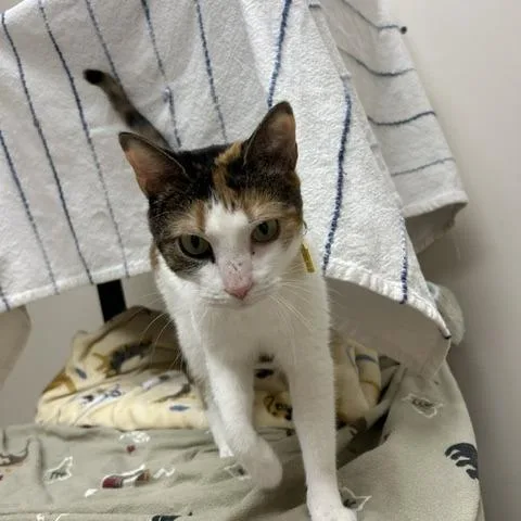 An adult medium-sized female Gray / Blue / Silver Domestic Short Hair cat named Lillie for adoption in Springfield, MA
