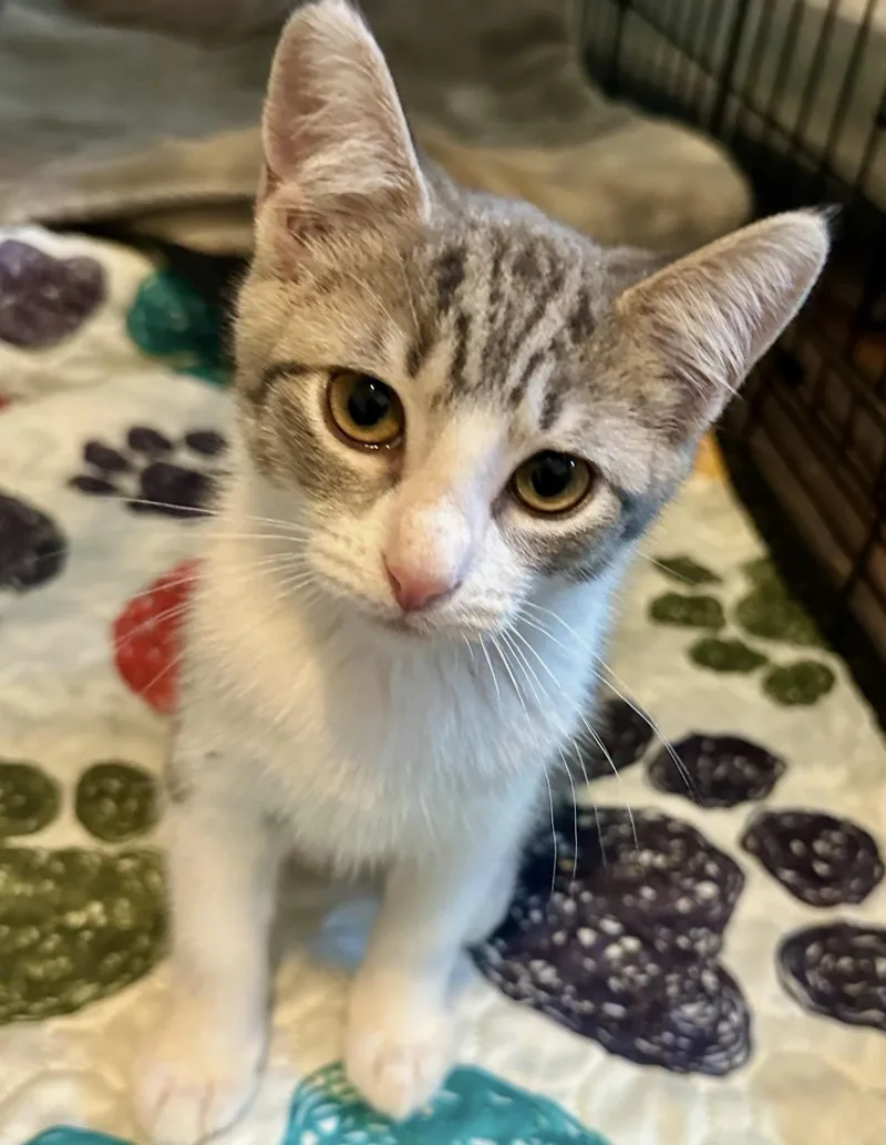 A baby medium-sized female Tabby (Gray / Blue / Silver) Domestic Short Hair cat named Willie & Waylon for adoption in Austin, TX