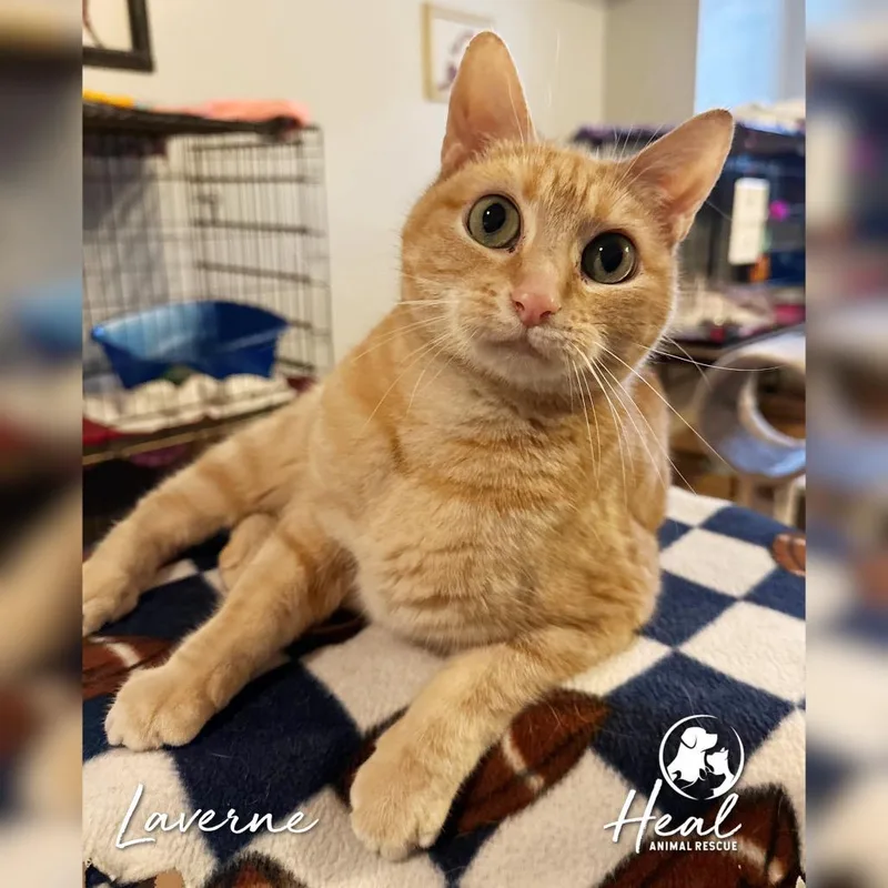 A senior small-sized female Orange / Red Domestic Short Hair cat named Laverne for adoption in Youngwood, PA