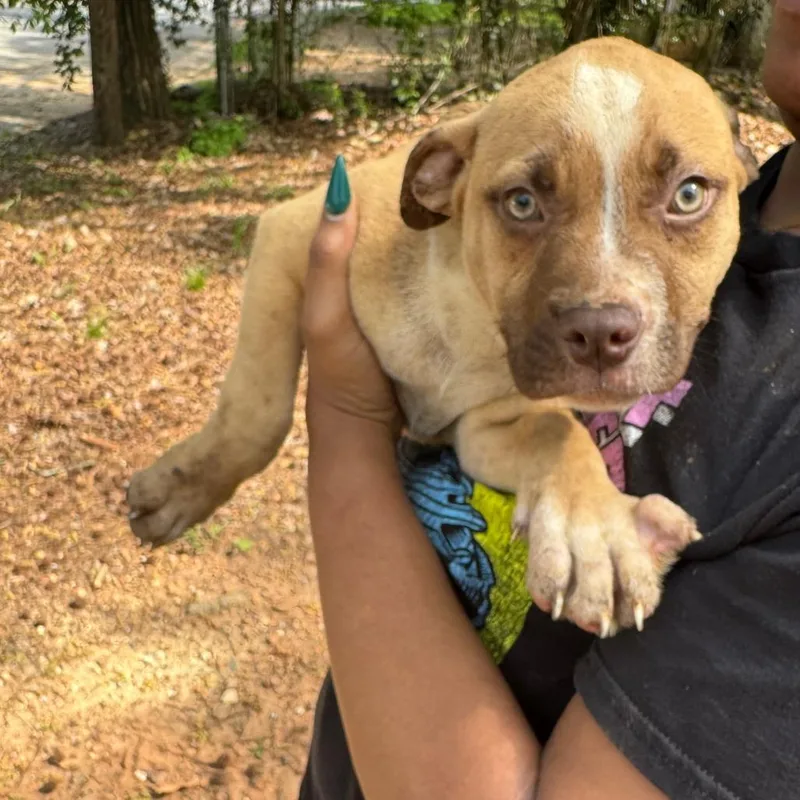 A baby small-sized male Brown / Chocolate Mixed Breed dog named Chunky for adoption in Columbus, GA