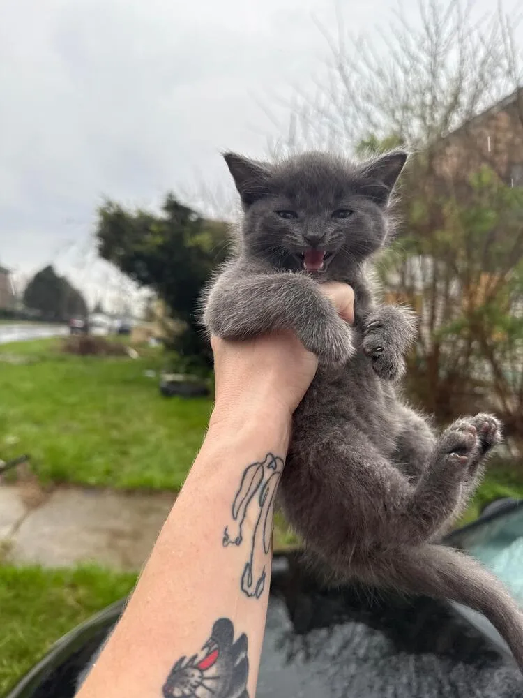 A baby small-sized female Domestic Short Hair cat named Misty for adoption in Oak Park, MI