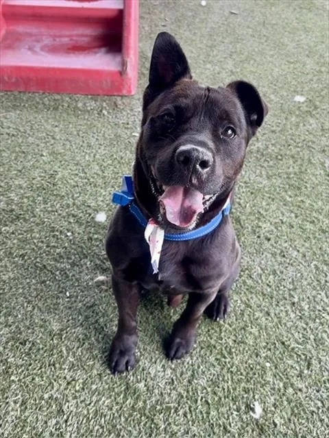 An adult medium-sized male Terrier dog named Pauly for adoption in Miami, FL