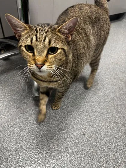 An adult large-sized male Domestic Short Hair cat named Nash for adoption in Sevierville, TN