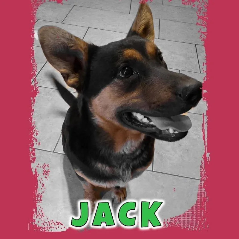 A young medium-sized male Black Shepherd dog named Jack for adoption in Bullhead City, AZ