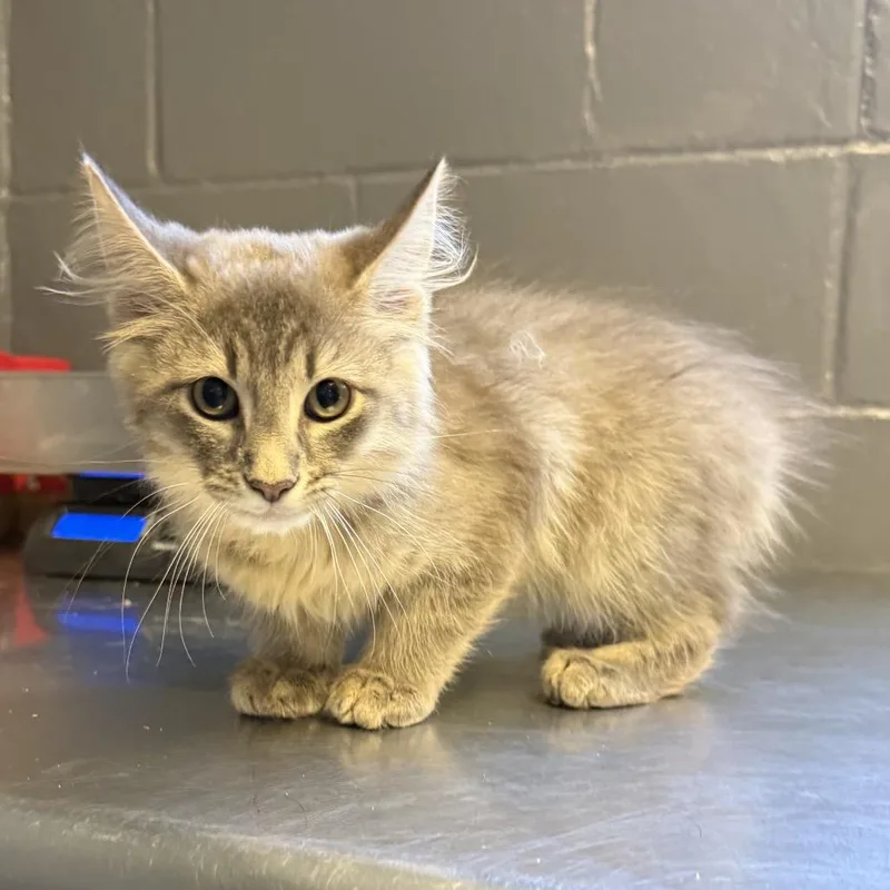 A baby small-sized male Gray / Blue / Silver Domestic Medium Hair cat named TUSCStray for adoption in Tuscaloosa, AL