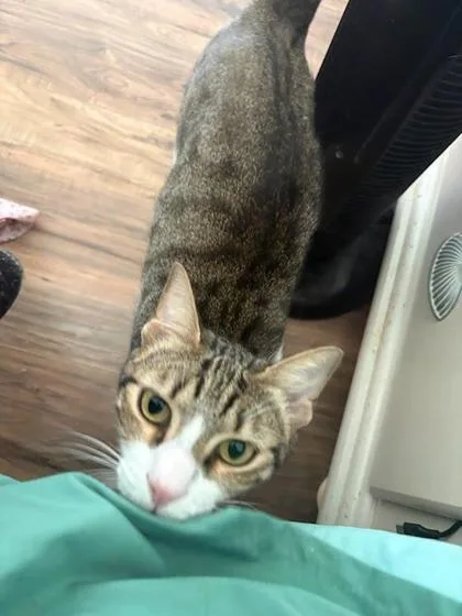 A young medium-sized male Domestic Short Hair cat named Phoenix for adoption in Ringoes, NJ