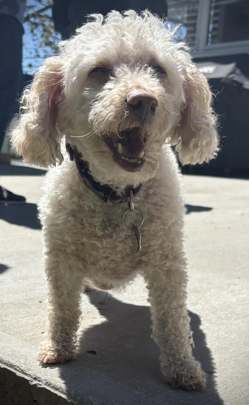 A senior small-sized female Miniature Poodle dog named Lucy Evonne for adoption in Chelmsford, MA