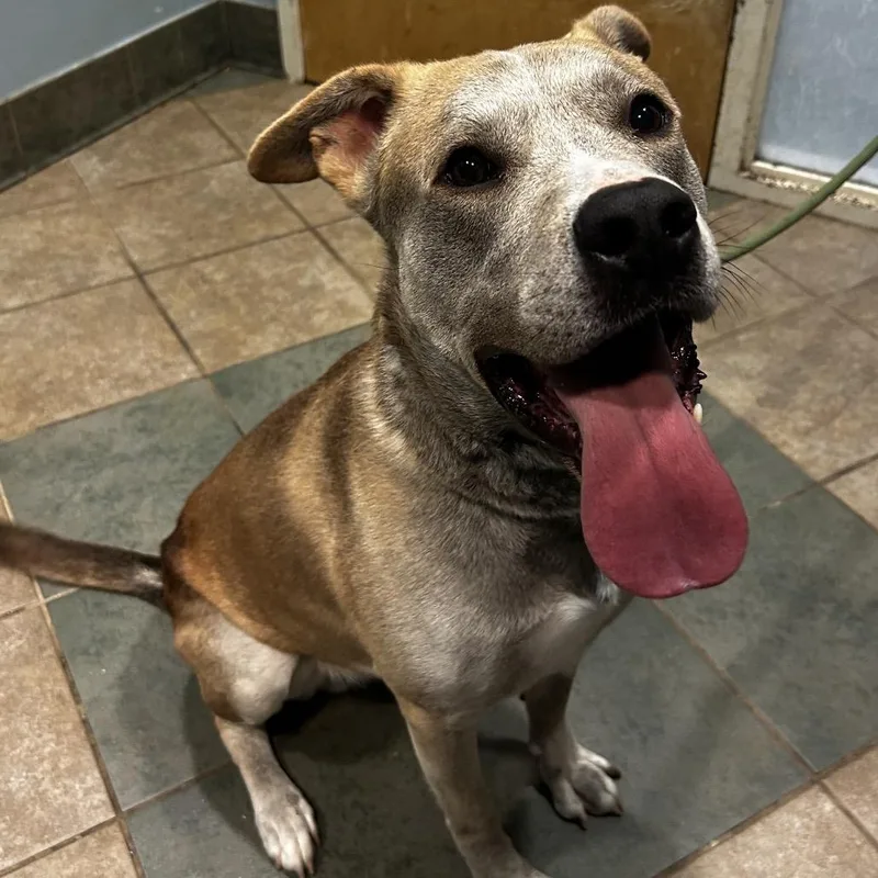 An adult large-sized male Gray / Blue / Silver Mixed Breed dog named Papa for adoption in Chattanooga, TN