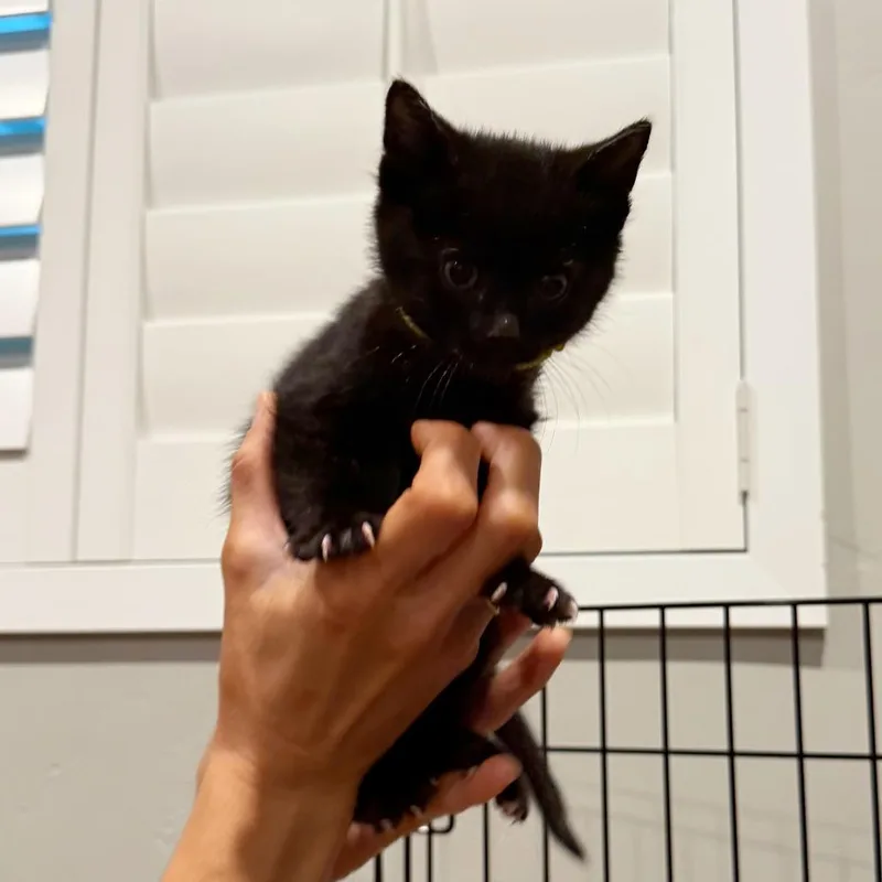 A baby small-sized male Black Domestic Short Hair cat named Lloyd Harris for adoption in Eagle Mountain, UT