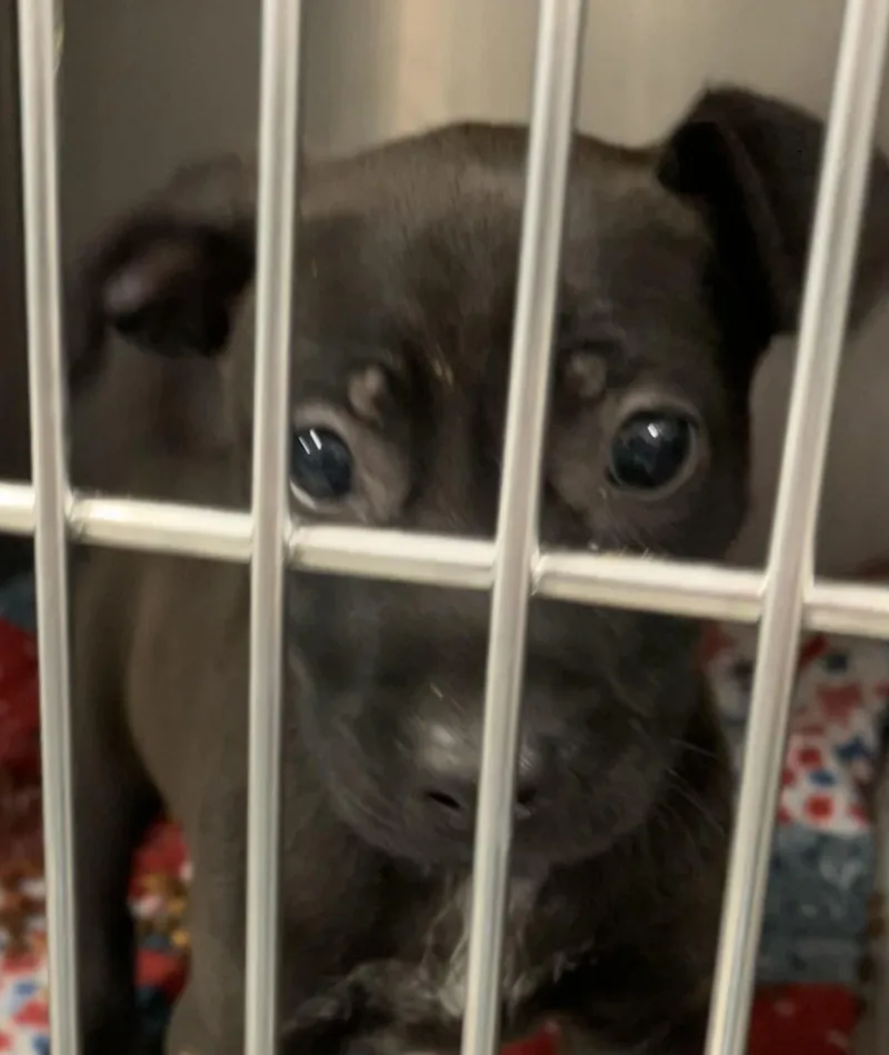 A baby medium-sized female Black Mixed Breed dog named Abby for adoption in Parma, OH
