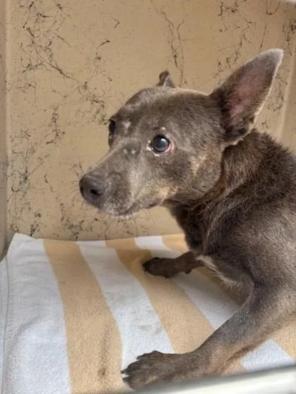 An adult medium-sized female Terrier dog named Chaca for adoption in Honolulu, HI