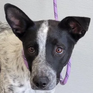 An adult medium-sized male Black Mixed Breed dog named 110362 for adoption in Las Cruces, NM