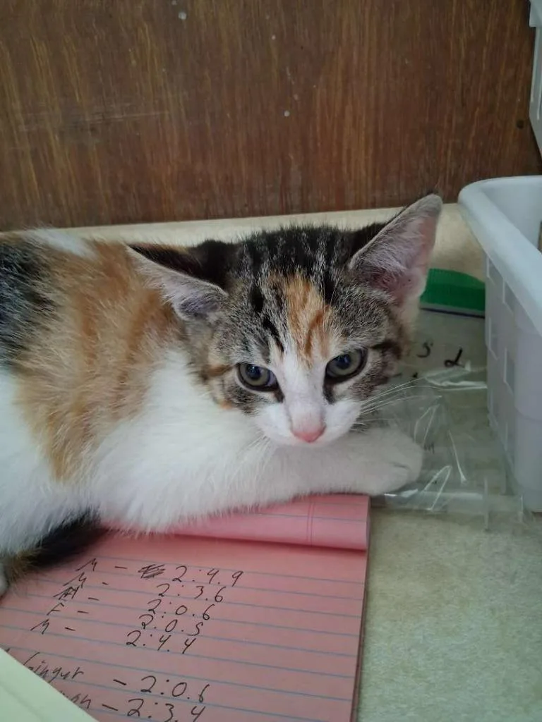 A baby small-sized female Domestic Short Hair cat named Pike for adoption in Hillsboro, OH