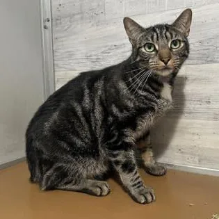 An adult large-sized male Tabby (Brown / Chocolate) Domestic Short Hair cat named Georgie for adoption in Philadelphia, PA