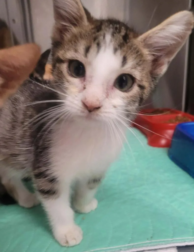 A baby small-sized male Domestic Short Hair cat named Little John for adoption in Republic, MO