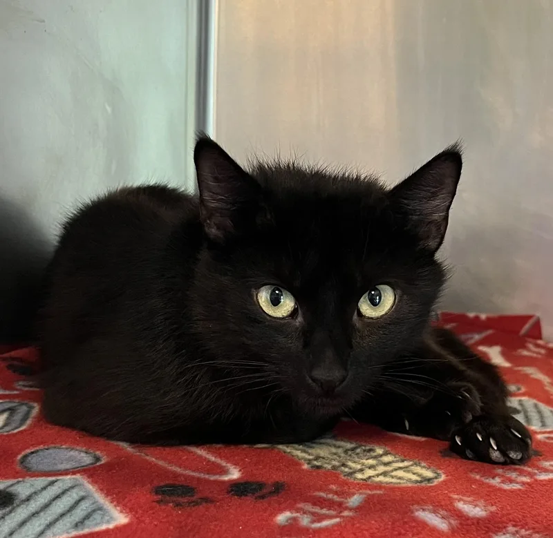 An adult medium-sized female Black Domestic Short Hair cat named Brie for adoption in Seville, OH