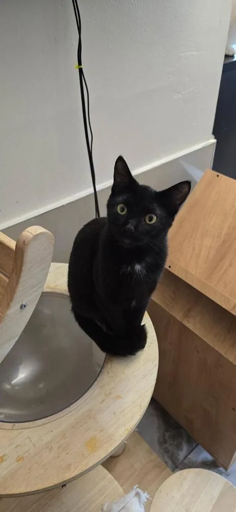 A baby small-sized male Black Domestic Short Hair cat named Blackie for adoption in Jersey City, NJ