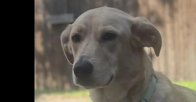 A young medium-sized female Labrador Retriever dog named Penny for adoption in Dallas, TX