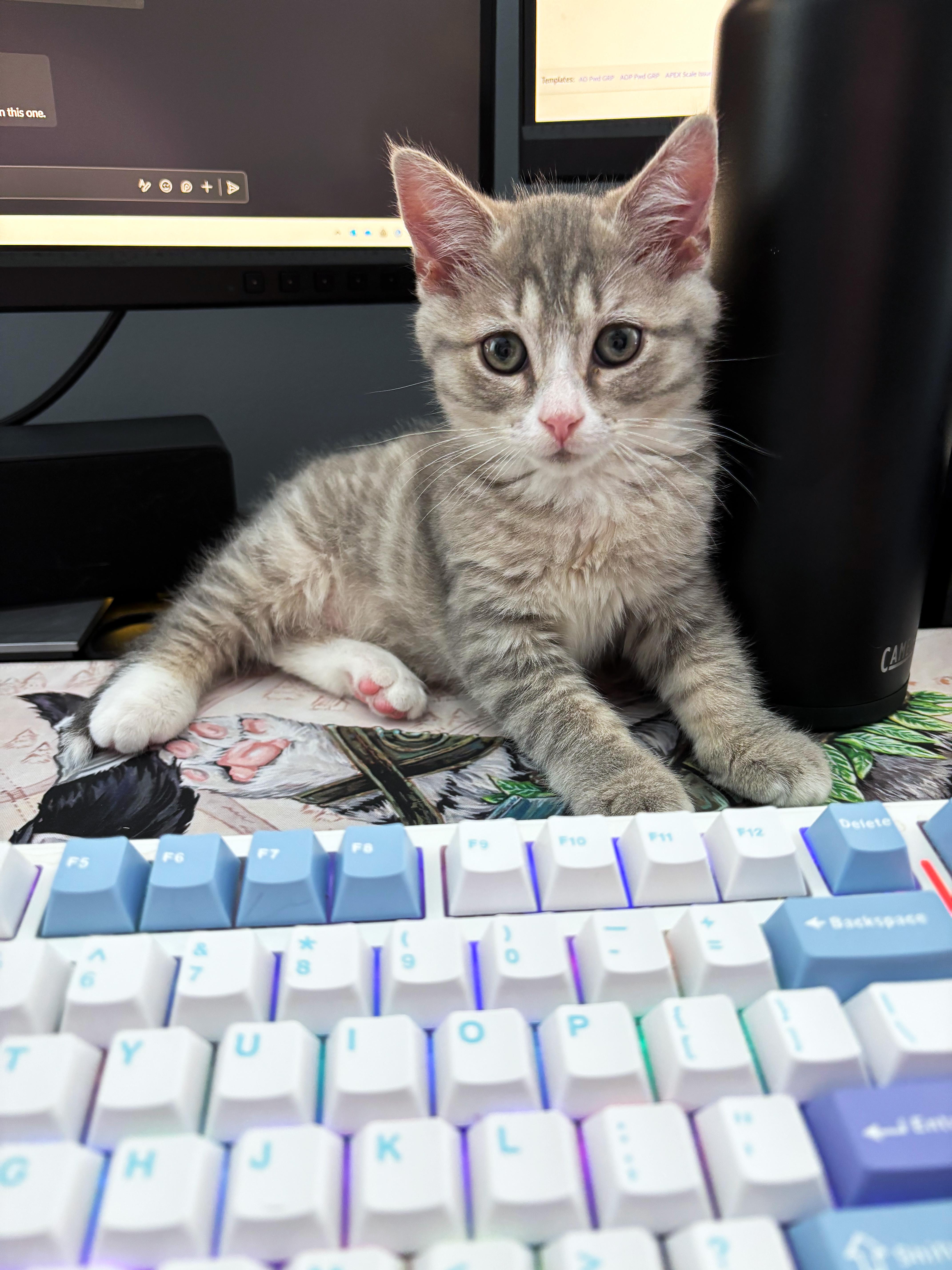 A baby medium-sized male Tabby (Gray / Blue / Silver) Domestic Short Hair cat named Cinderblock for adoption in Apex, NC