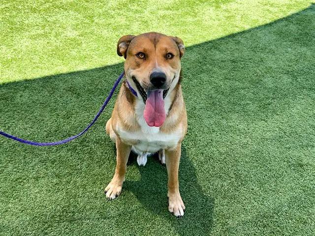 A young large-sized male Labrador Retriever dog named Gavin for adoption in Tustin, CA