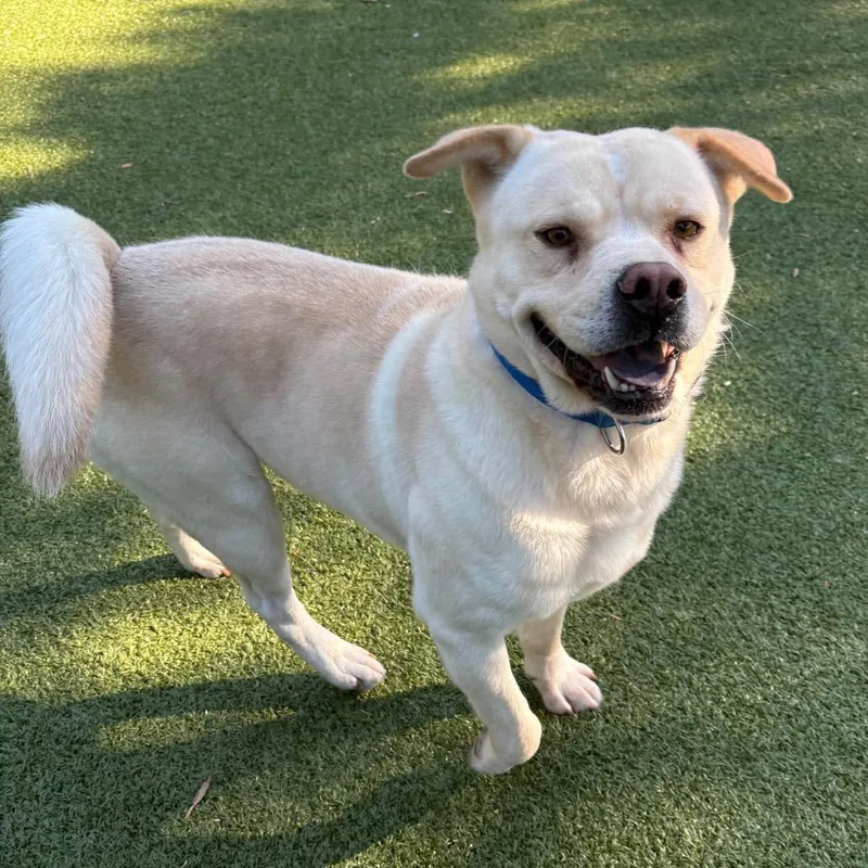 An adult large-sized male Yellow / Tan / Blond / Fawn Labrador Retriever dog named Manny for adoption in Charlottesville, VA