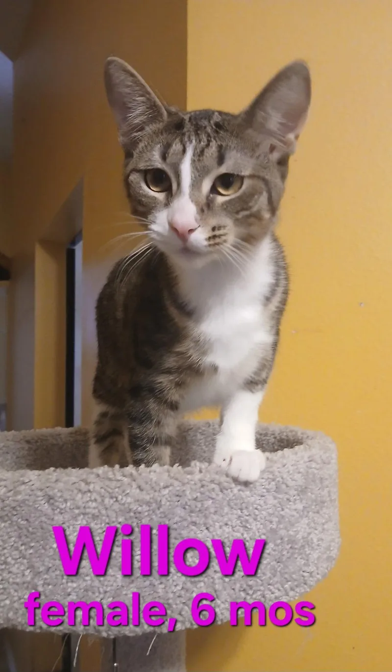 A young small-sized female Domestic Short Hair cat named Willow for adoption in Longwood, FL