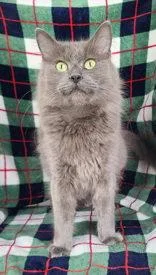 An adult medium-sized female Domestic Medium Hair cat named 7091 (Grace) for adoption in Lake City, MI